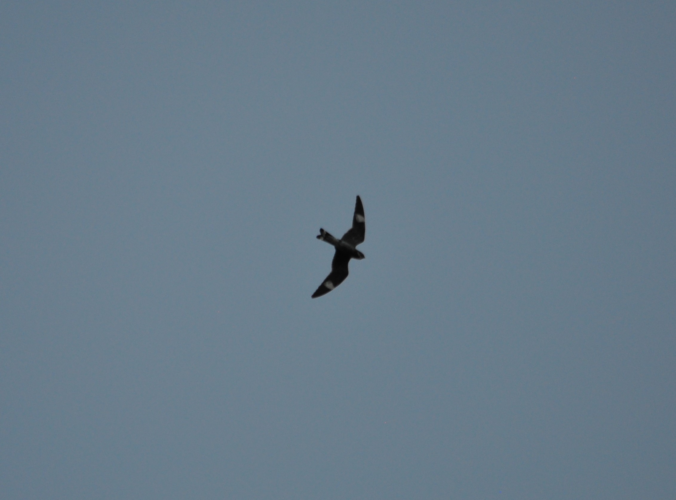 In the Field #1: Common Nighthawks