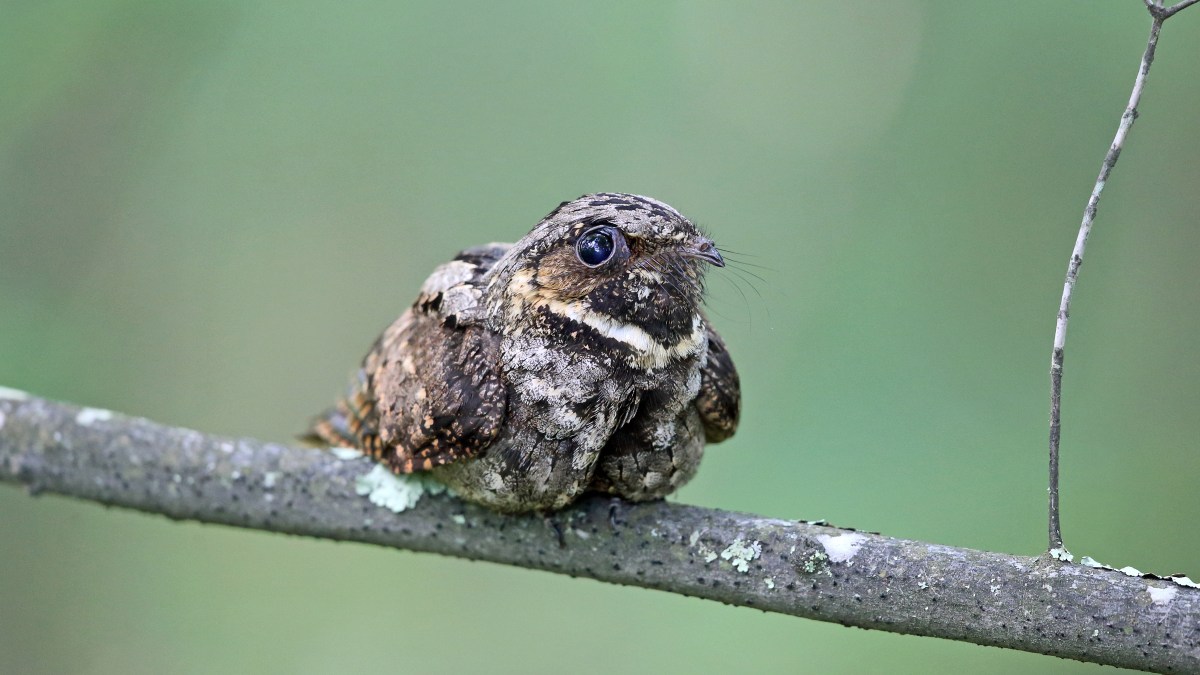 Goatsucker? Nightjar? Surprising Histories of Birding’s Most Famous Names.
