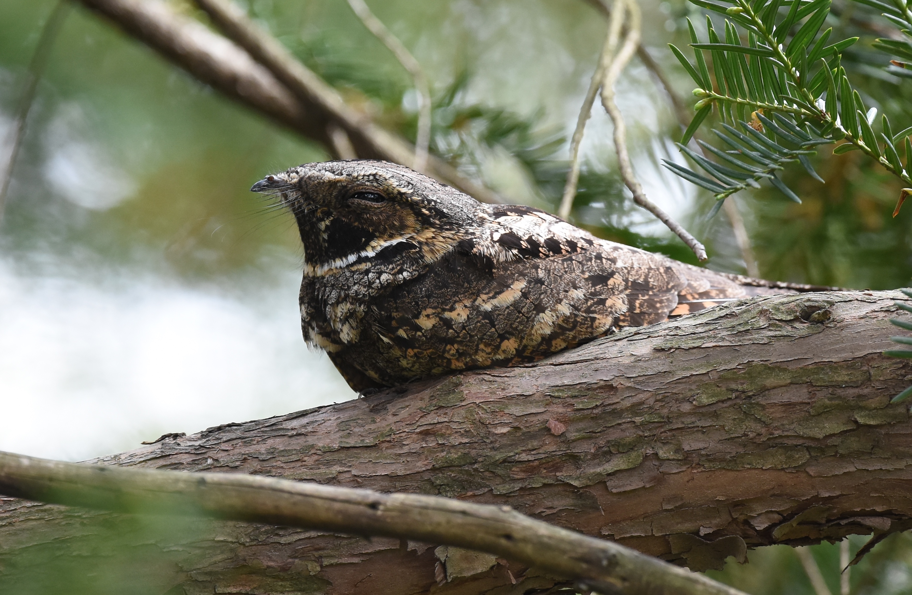 What does it mean when you hear a Whippoorwill?