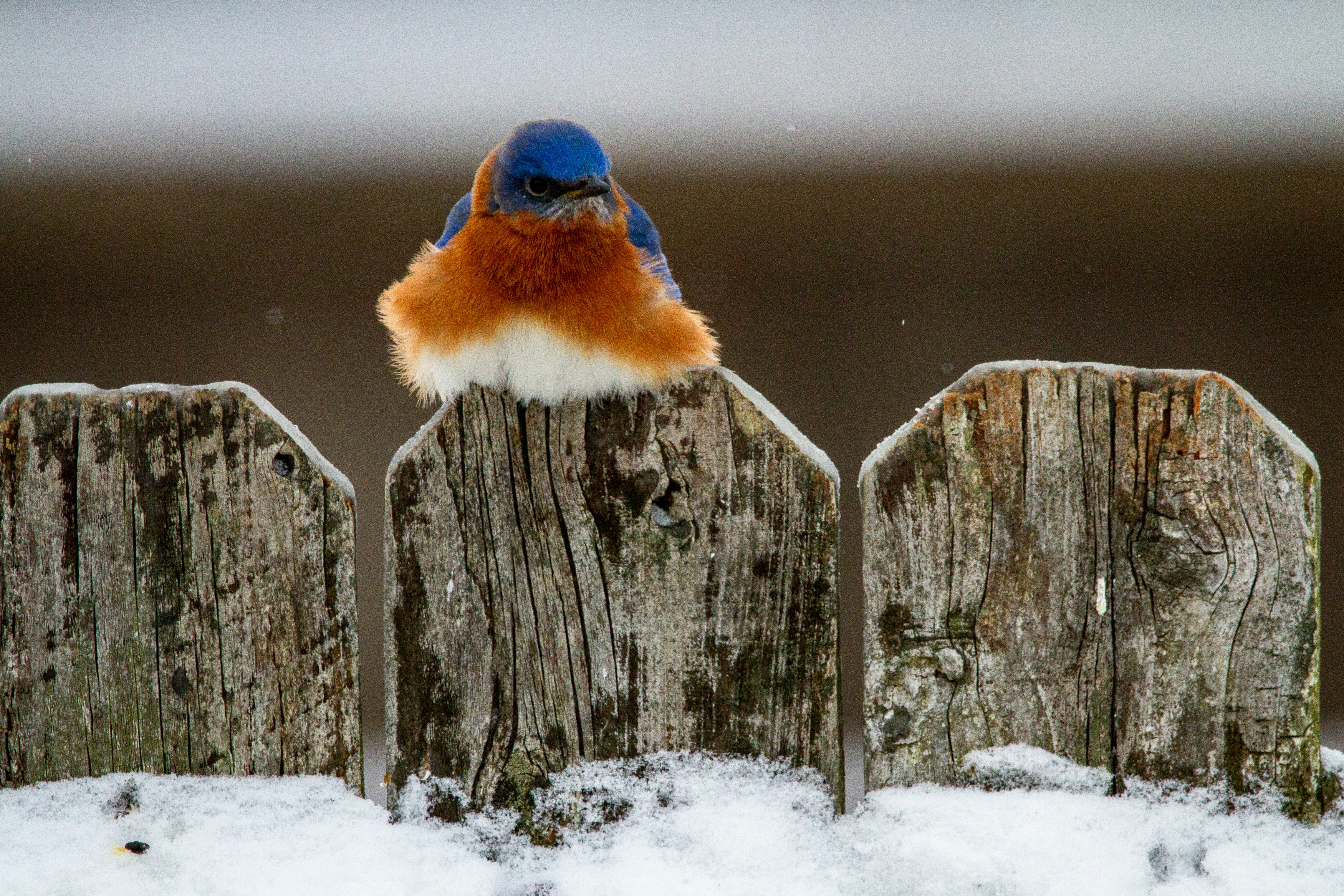 Are Bluebirds a sign of spring? It depends.