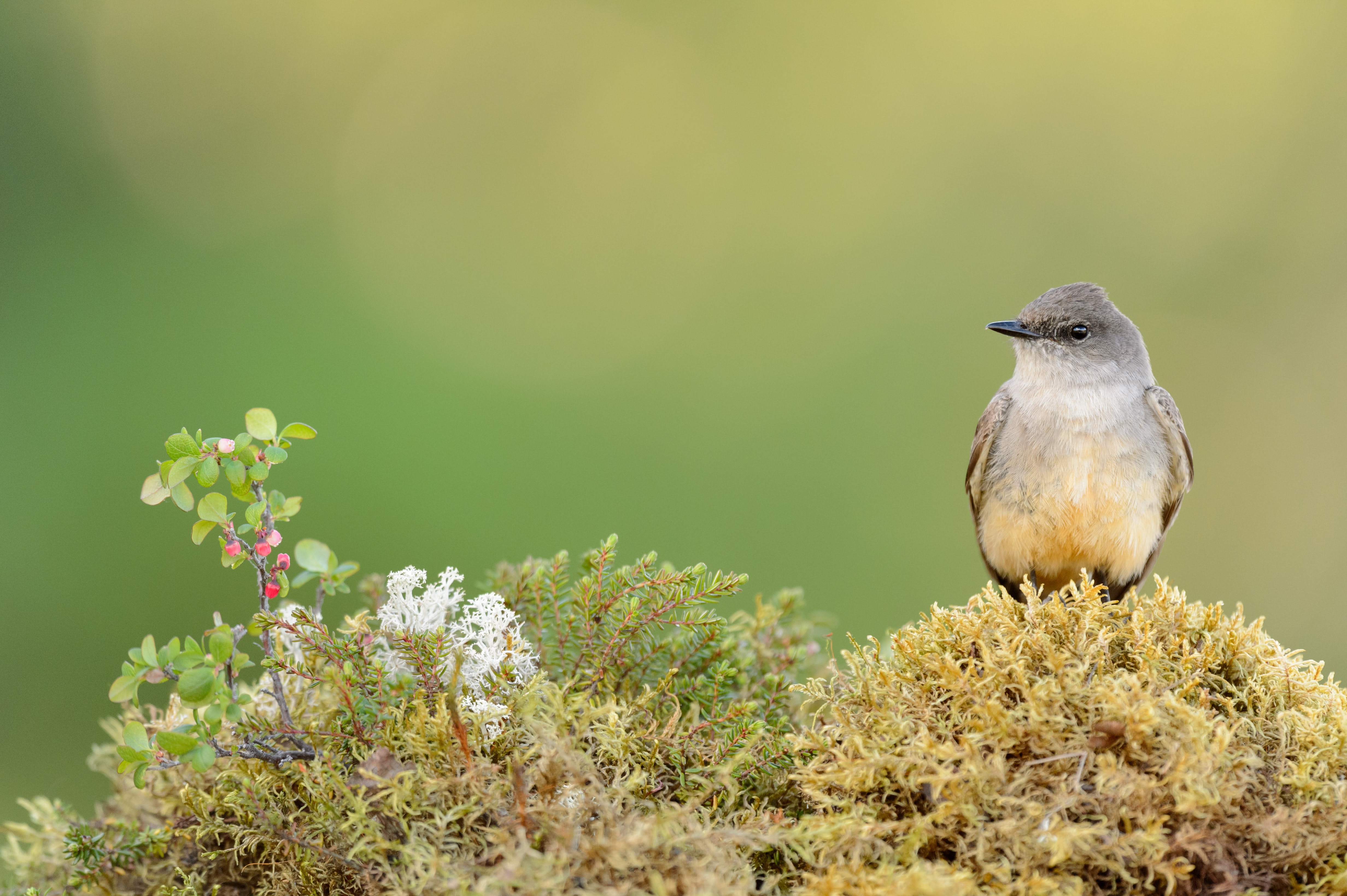 Say’s Phoebe: My Last Bird of 2023