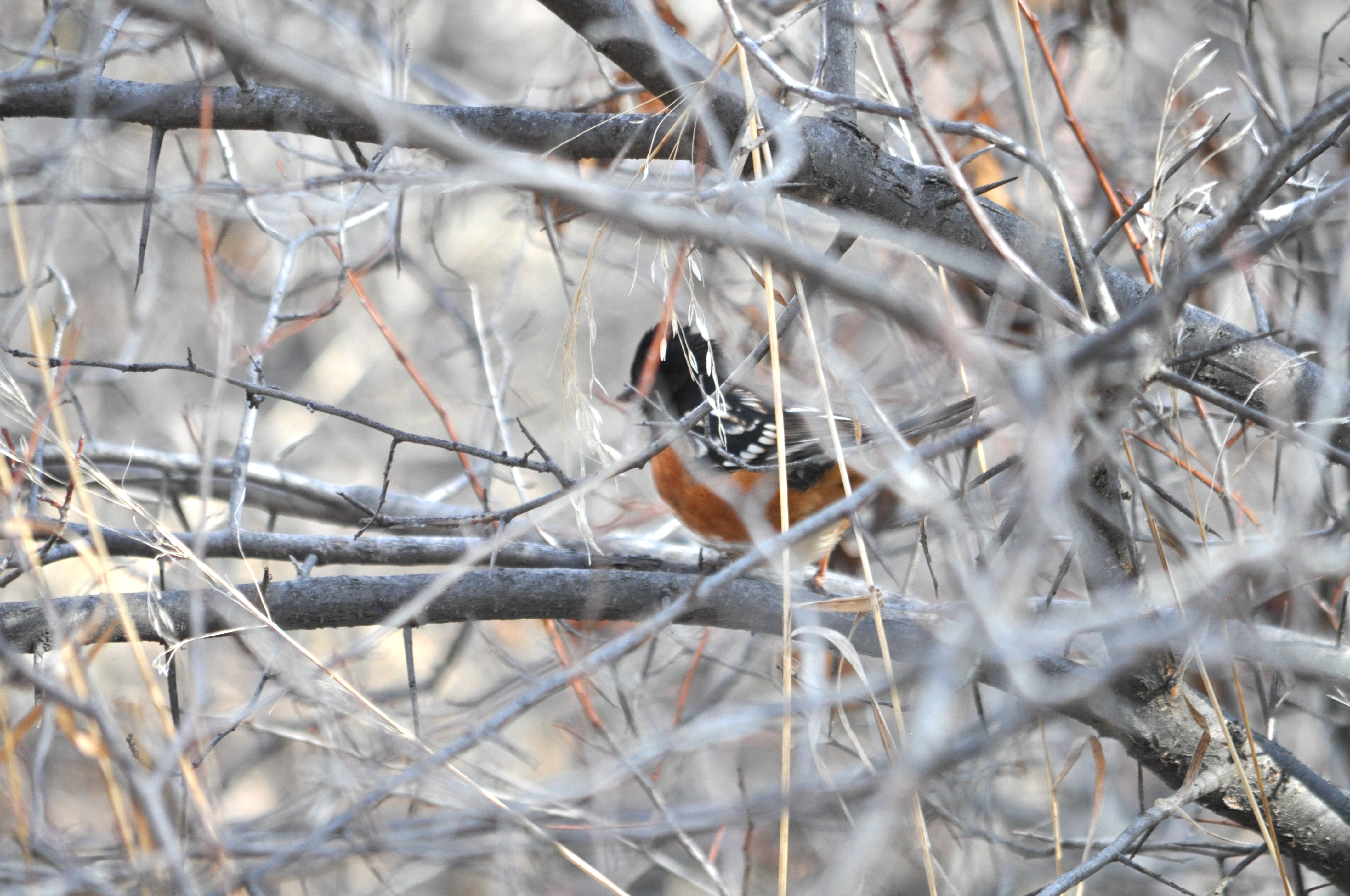 My annual winter bird count
