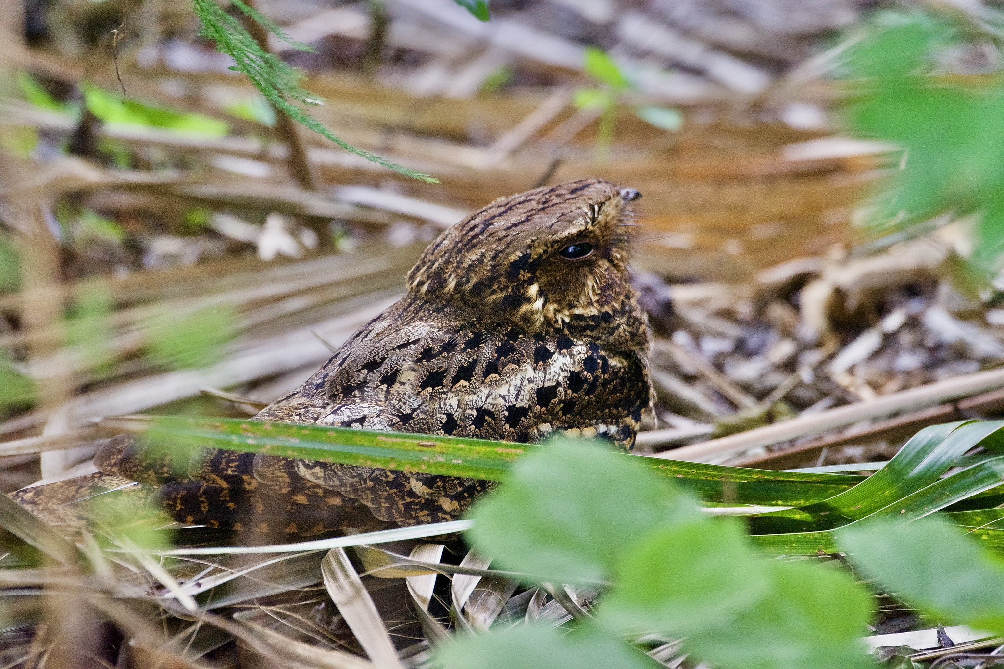 The American Goatsuckers: The secret lives of our most iconic birds
