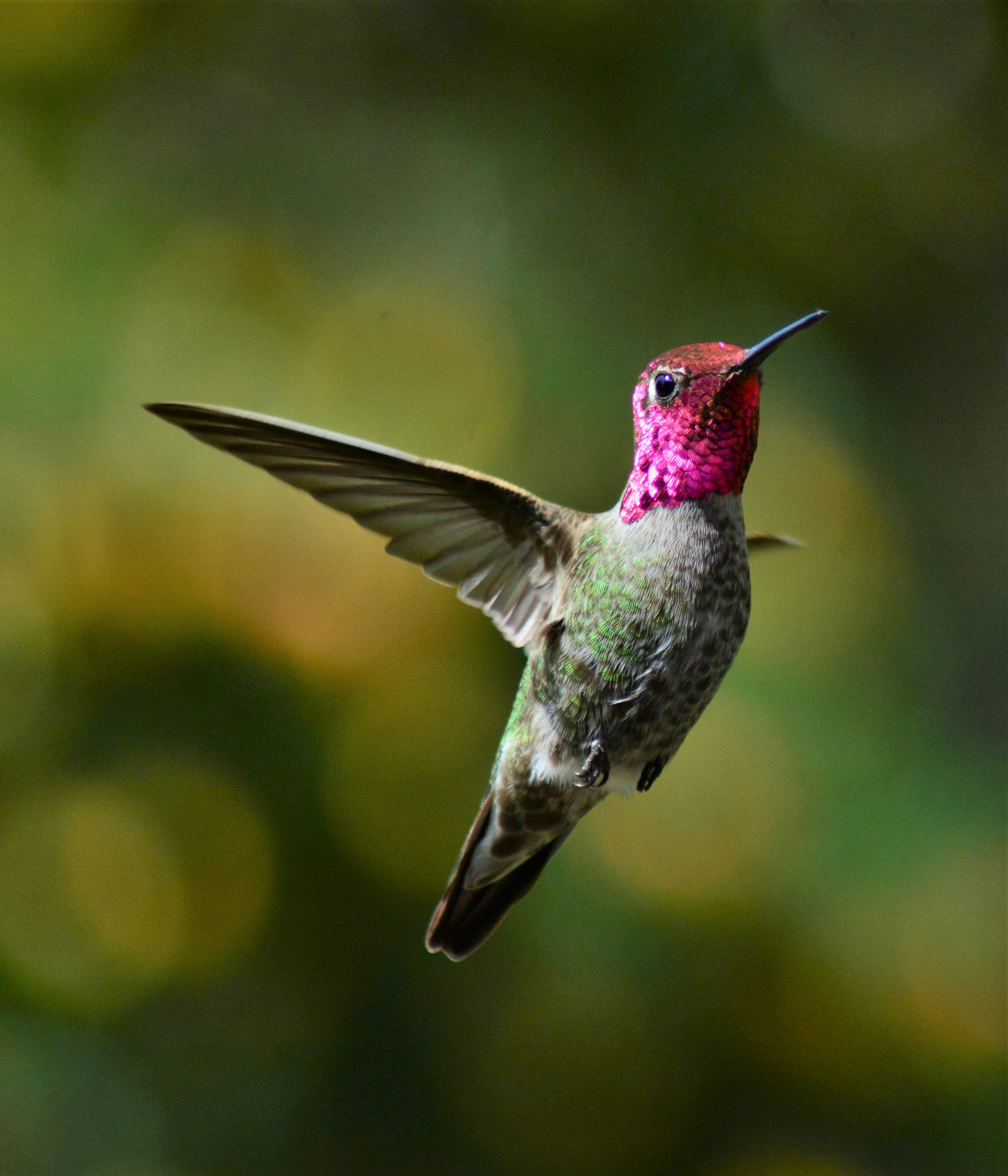 How the tiny hummingbird changed the world