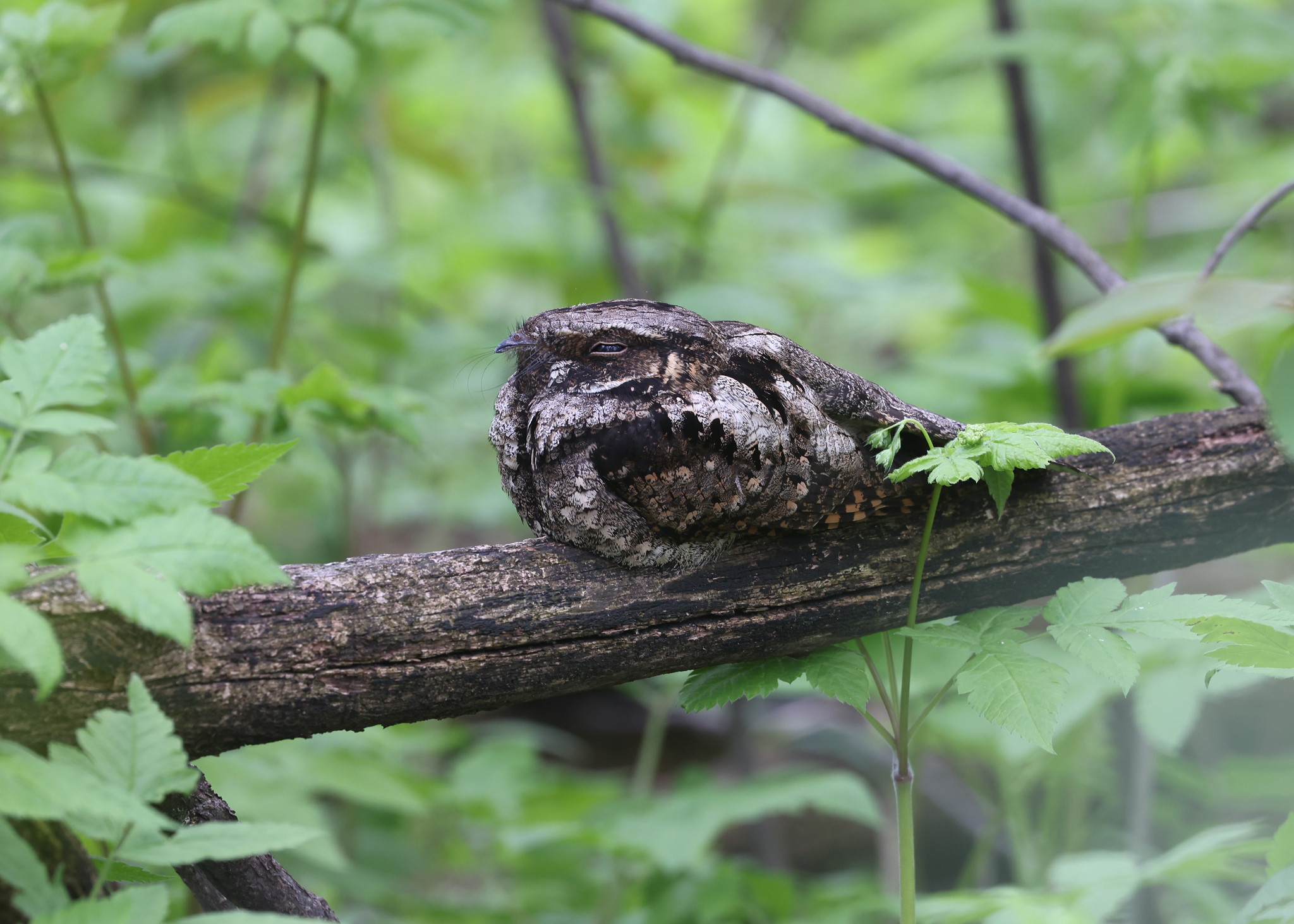 How to save Whip-poor-wills