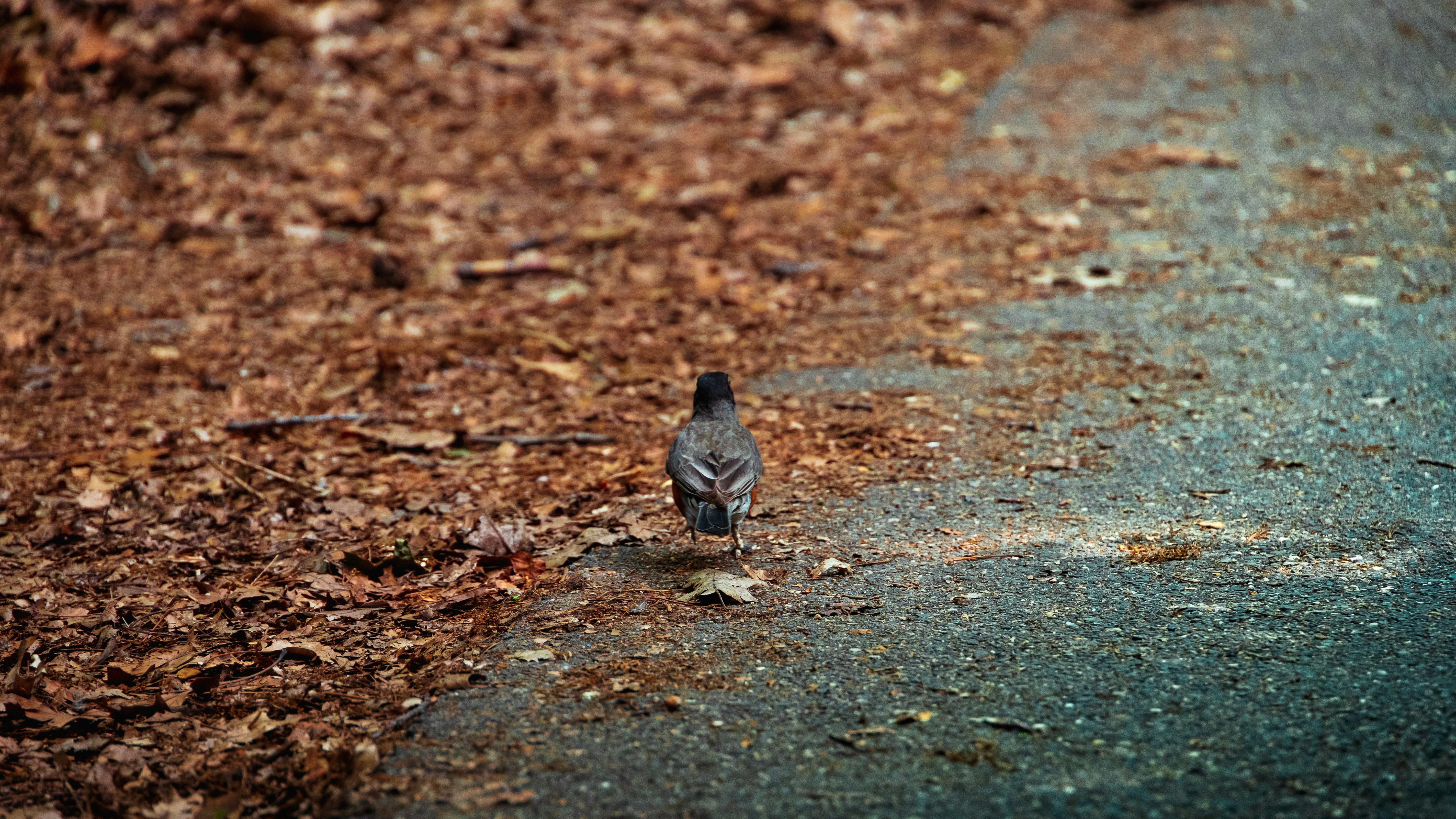 This autumn, do nothing for biodiversity.