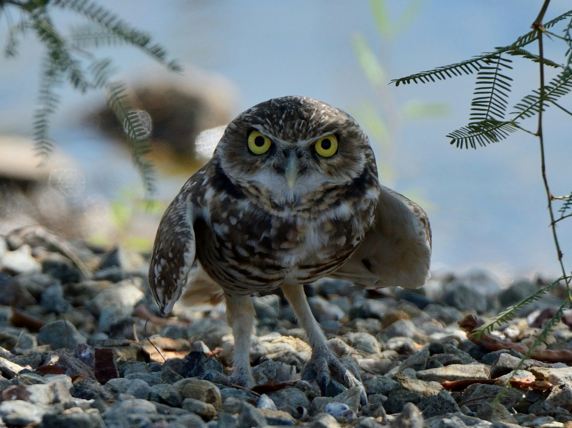 Subterranean Nesting Birds: The Unusual Behaviors of Underground Breeders