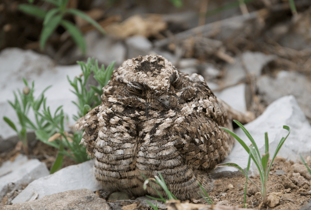 A Common Poorwill roosting.